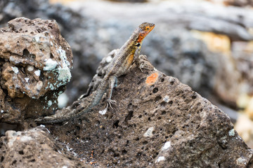 A Lava Lizard (Microlophus delanonis) sits on a rock on Isla Santa Cruz in the Galapagos Islands