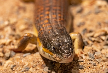 great planted lizard.Gerrhosaurus major.close up