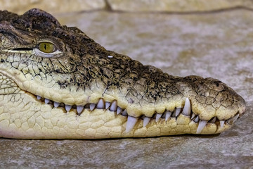 Closed mouth of a crocodile close up