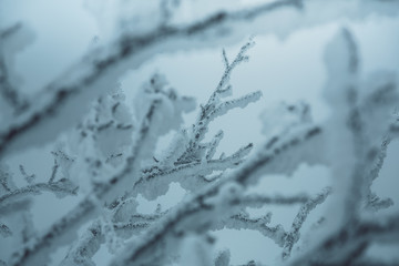 Frozen tree branches/ Ice trees in the bavarian forest
