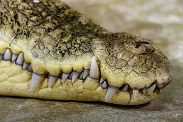 Closed mouth of a crocodile close up