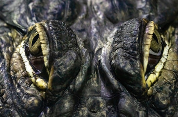 Crocodile's eye close up