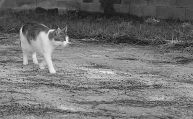balade du chat