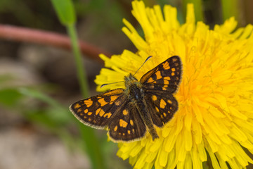 19.05.2019 DE, RLP, Schönecken Gelbwürfeliger Dickkopffalter Carterocephalus palaemon (PALLAS, 1771)