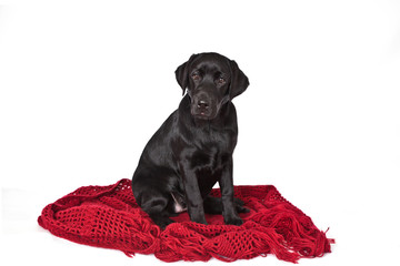 Dog breed black labrador puppy  is sitting on a knitted red shawl isolated on white