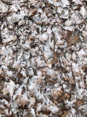 Eichenlaub unter Schnee