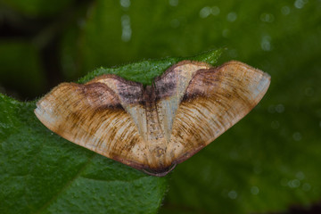 18.05.2019 DE, RLP, Mosel, Leiwen Hobelspanner Plagodis dolabraria (LINNAEUS, 1767)