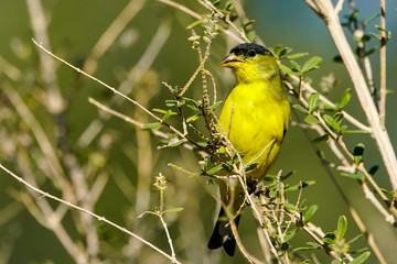 Lesser Goldfinch - Male