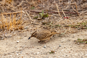 The Calandra lark on the ground.Melanocorypha calandra