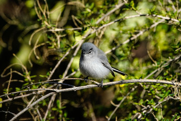 Gnatcatcher