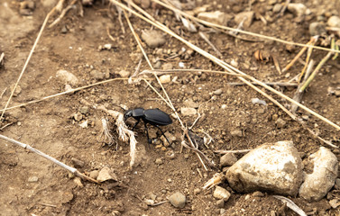 A large black beetle crawls on the stony ground