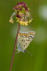 18.05.2019 DE, RLP, Mosel, Leiwen Brauner Feuerfalter Lycaena tityrus (PODA, 1761)