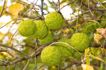 Maclure fruit on a branch in autumn. Adam's Apple.Indian orange.