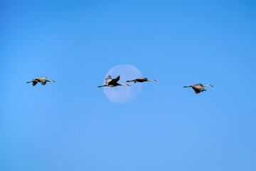 Sandhill Cranes - Moon
