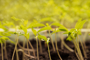 Young plants, blurred green background. Free copy space