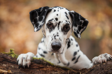 Portrait of a beautiful Dalmatian dog