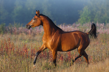 Beautiful chestnut arabian horse runs free across the field in the misty summer morning