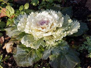 Obraz premium (Brassica oleracea acephala) Chou d'ornement au feuillage extérieur bleu-vert teinté de blanc crème et rose au centre hivernal décoratif 