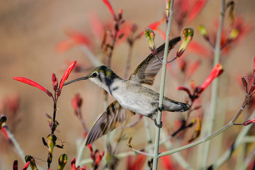 Anna's Hummingbird - Acrobat