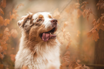 australian shepherd red merle and autumn mood