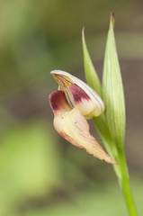 Serapias cf stenopetala small and beautiful wild red or yellow wild orchid with spear-shaped lip