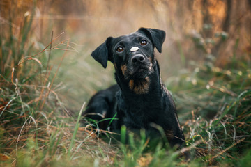 black and tan jagdterrier dog