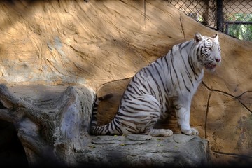 The white tiger's face was staring with interest.