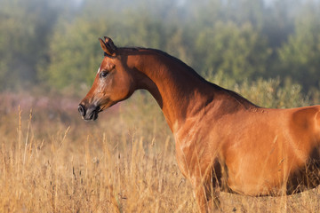 A beautiful chestnut arabian horse against summer background. Portrait closeup, profile side view.