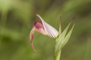 Serapias cf stenopetala small and beautiful wild red or yellow wild orchid with spear-shaped lip