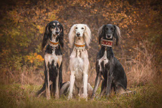 Three saluki boys 
