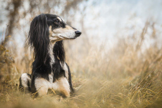 Saluki, persian greyhound, dog, portrait