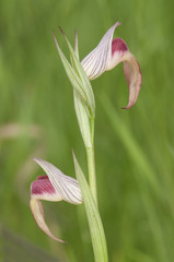 Serapias cf stenopetala small and beautiful wild red or yellow wild orchid with spear-shaped lip