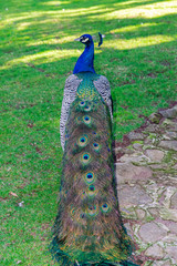 Obraz premium Indian peafowl, (Pavo cristatus), colorful tail