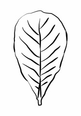 Leaf freehand style illustration. Black outlines on white background.
