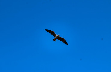 CRAB PLOVER BIRDS IN TO THE SKY