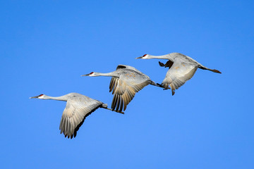Sandhill Cranes Flight - Trio