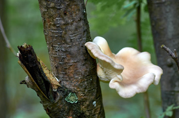 Wood mushroom
