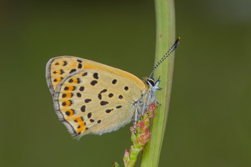 19.05.2019 DE, RLP, Mosel, Leiwen Brauner Feuerfalter Lycaena tityrus (PODA, 1761)