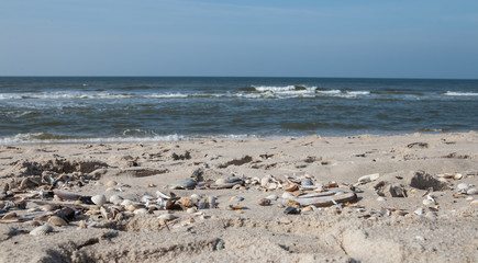 Sandstrand mit Muscheln auf der Insel Sylt