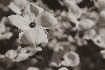 Close up of Asian Dogwood Blossoms, Macro white blossoms, the Blossom of Cornus kousa, soft contrast, creamy look, black and white photo