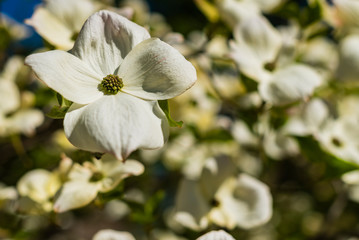 Obraz premium Close up of Asian Dogwood Blossoms, Macro white blossoms, the Blossom of Cornus kousa