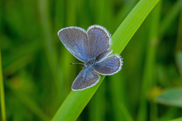 26.05.2019 DE, NRW, Schwerfen Kurzschwänziger Bläuling Cupido argiades (PALLAS, 1771)