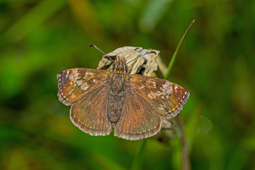 18.05.2019 DE, RLP, Mosel, Leiwen Kronwicken-Dickkopffalter Erynnis tages (LINNAEUS, 1758)