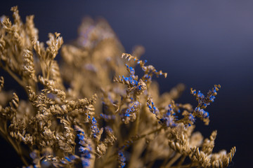 Blue dried flowers on a blue background. Ekibana. Dry flowers. Wildflowers. Blue background. Macro photo