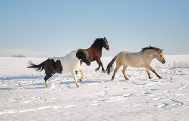 Naklejka na ściany i meble Group of three horses, different coat colors, running together at a gallop across a snow covered meadow 
