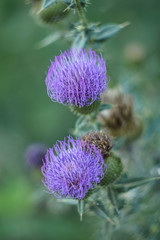 Purple flower