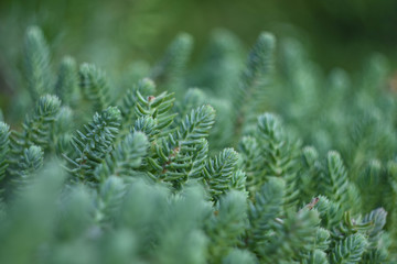 pine branch with cones