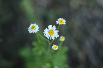 white flowers on green background