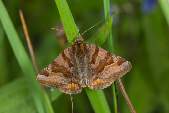 19.05.2019 DE, RLP, Mosel, Leiwen Braune Tageule Euclidia glyphica (LINNAEUS, 1758)