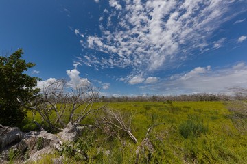 swamp area in Everglades with big blue sky and some high clouds